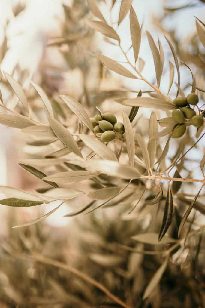 Olio extavergine di oliva Frantoio Toscana