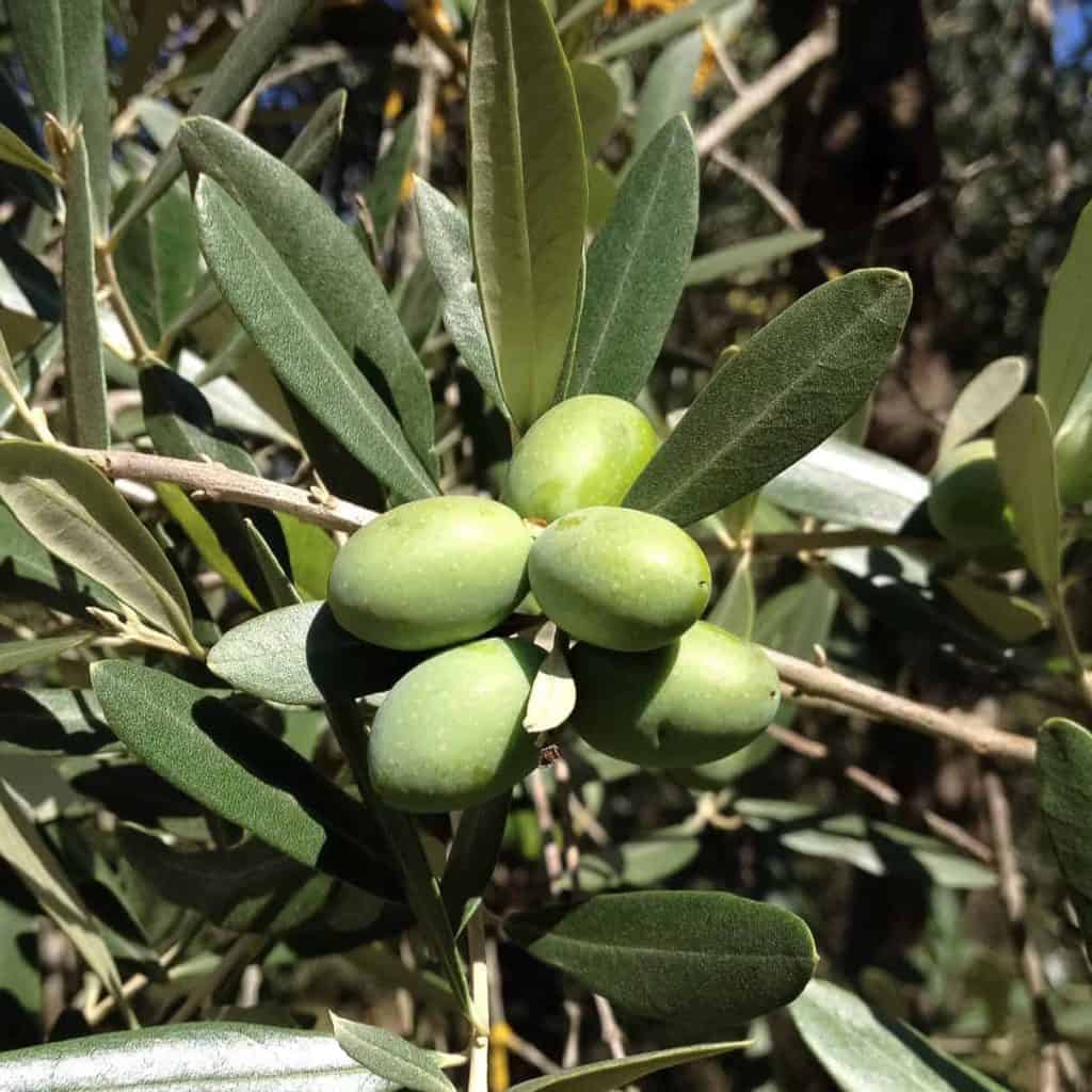 olio di oliva vergine