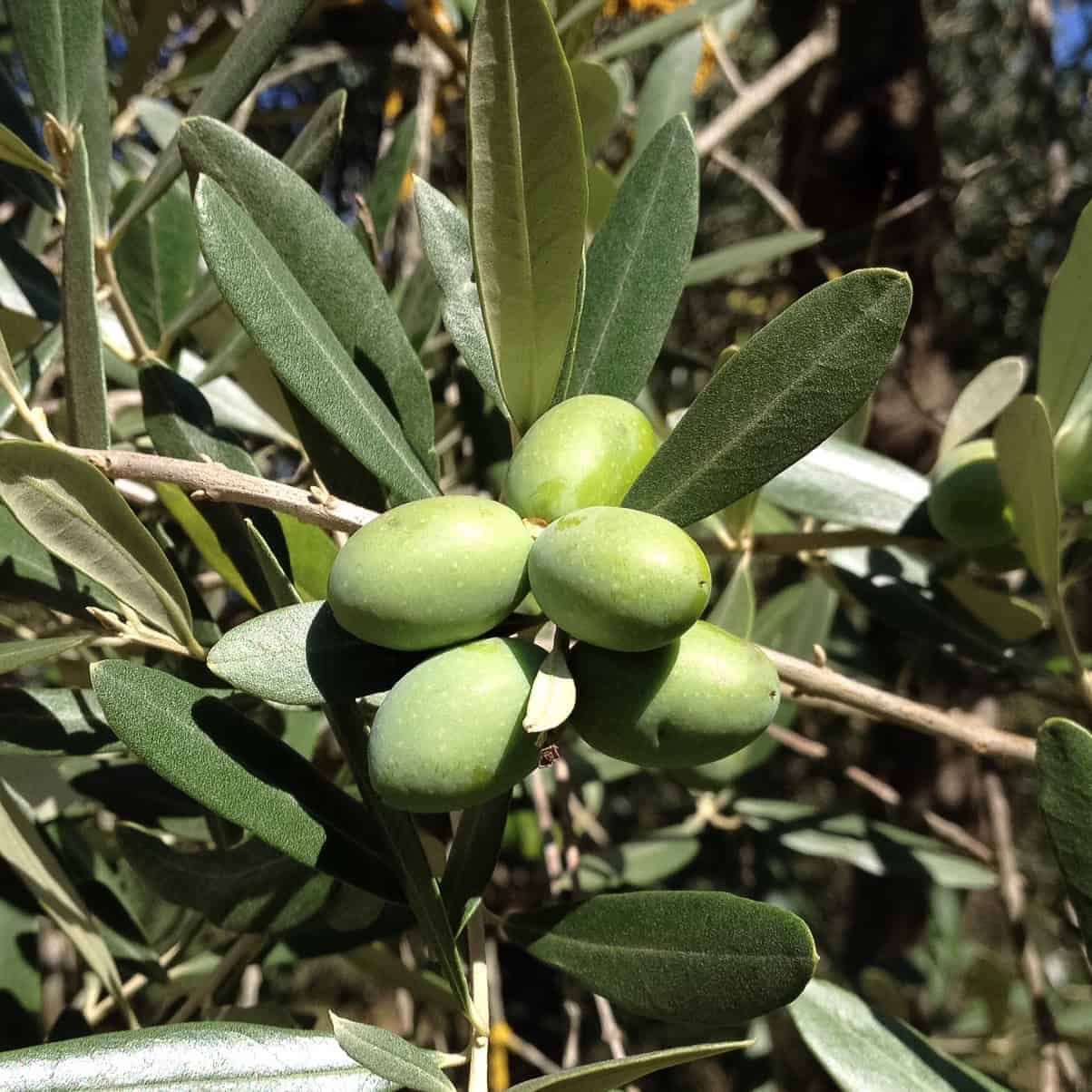 olio di oliva vergine