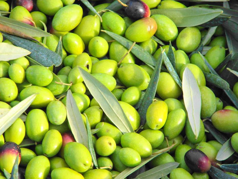 Frantoio Etrusco le olive