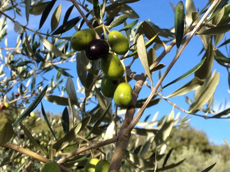 Olio extavergine di oliva Frantoio Siena