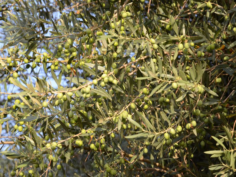 olives-4490868_1280