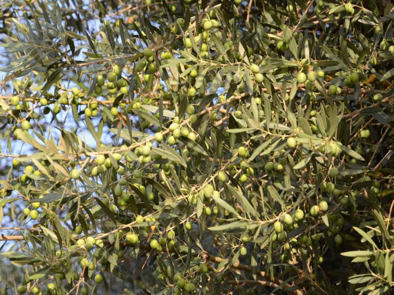 Frantoio Etrusco gli uliveti